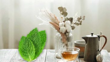 পুদিনা পাতার চা