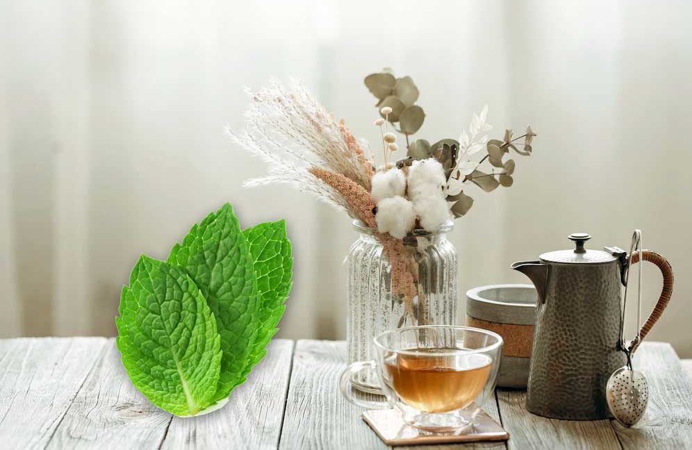 পুদিনা পাতার চা