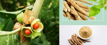 অশ্বগন্ধা