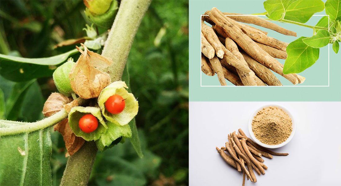 অশ্বগন্ধা